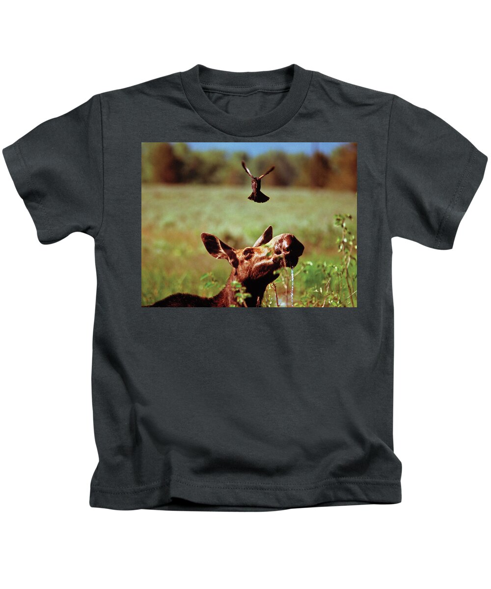 Moose Kids T-Shirt featuring the photograph Red-Winged Blackbird Attacking Moose by Ted Keller