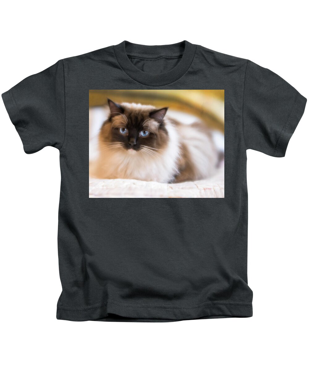 Cat Kids T-Shirt featuring the photograph Seal Point Bicolor Ragdoll Cat by Jennifer Grossnickle