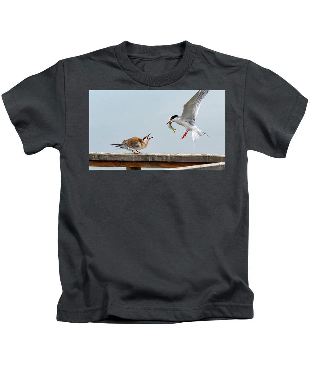 Tern Kids T-Shirt featuring the photograph Tern feeding Juvenile by Sam Rino