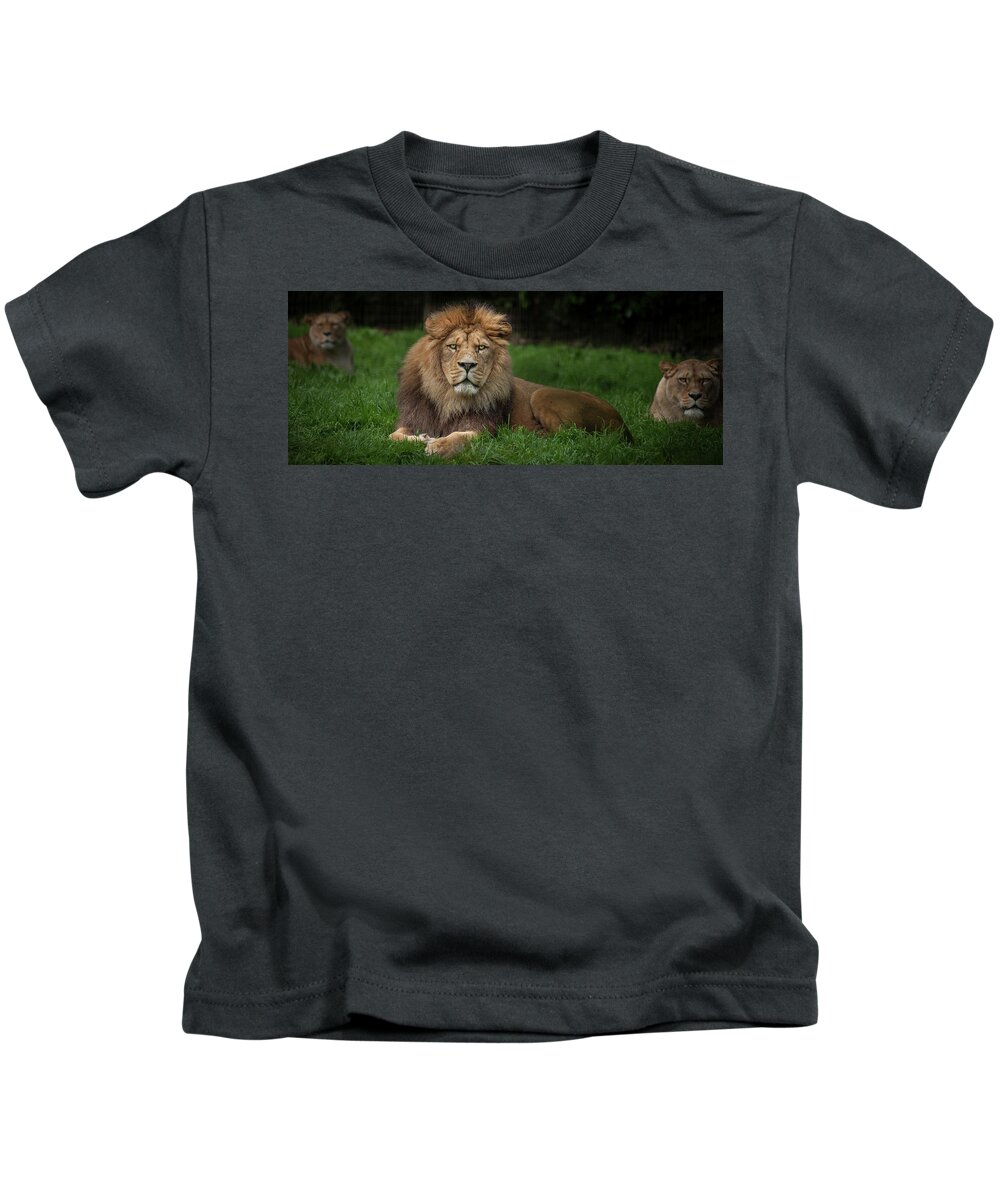 Lion Kids T-Shirt featuring the photograph Three Lions by Nigel R Bell
