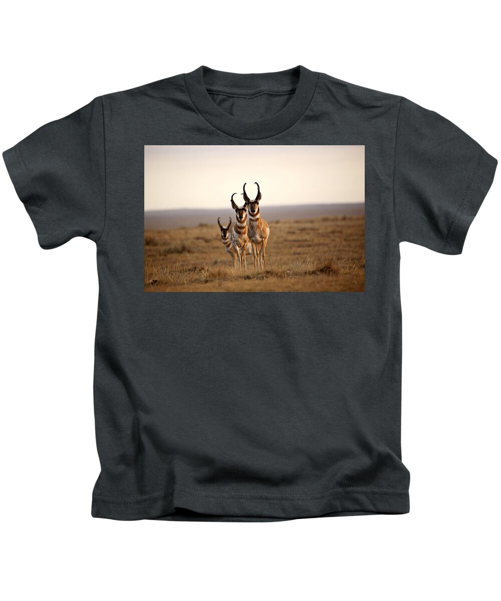 Pronghorn Antelope Kids T-Shirt featuring the photograph Three male Pronghorn Antelopes in Alberta by Mark Duffy