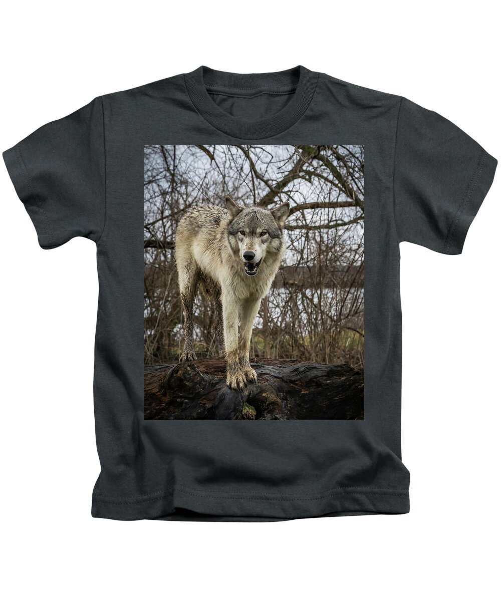 Wolf Wolves Kids T-Shirt featuring the photograph Anit I Pretty by Laura Hedien
