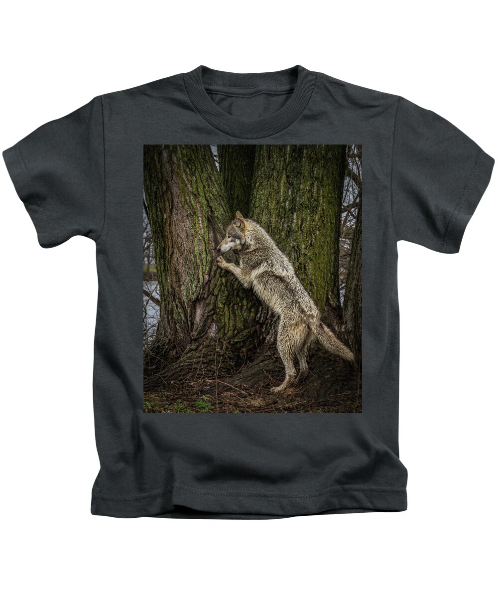 Wolf Wolves Kids T-Shirt featuring the photograph What's in There by Laura Hedien