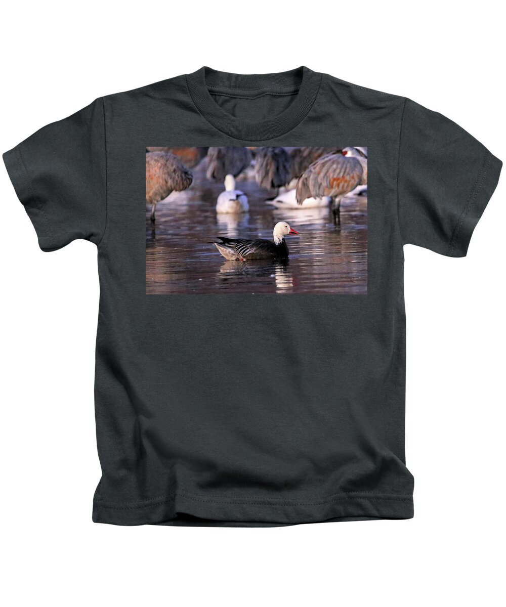 Goose Kids T-Shirt featuring the photograph Blue Phase Snow Goose #1 by Robert Harris