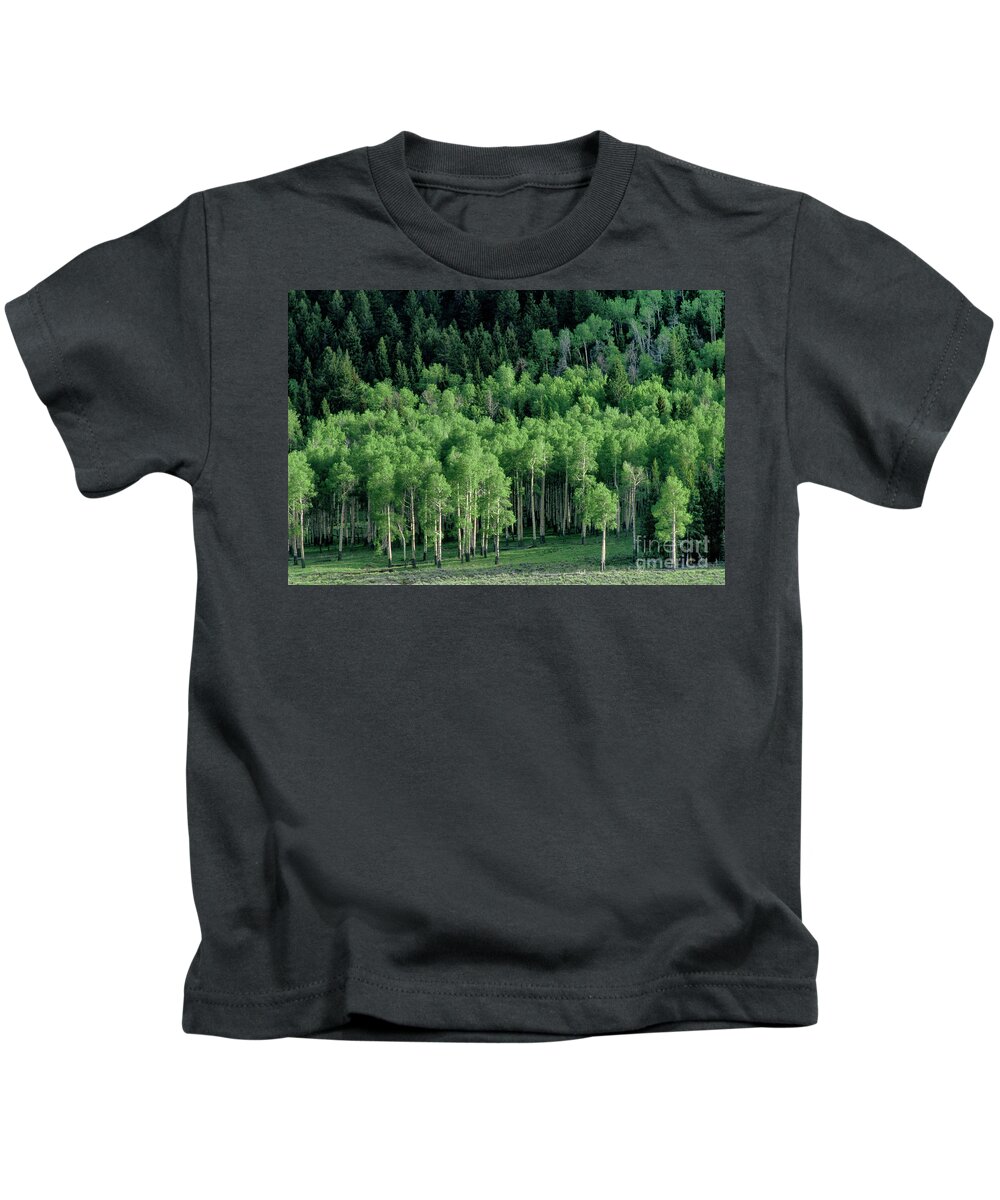 Dave Welling Kids T-Shirt featuring the photograph Apen Grove On North Rim Grand Canyon Arizona by Dave Welling