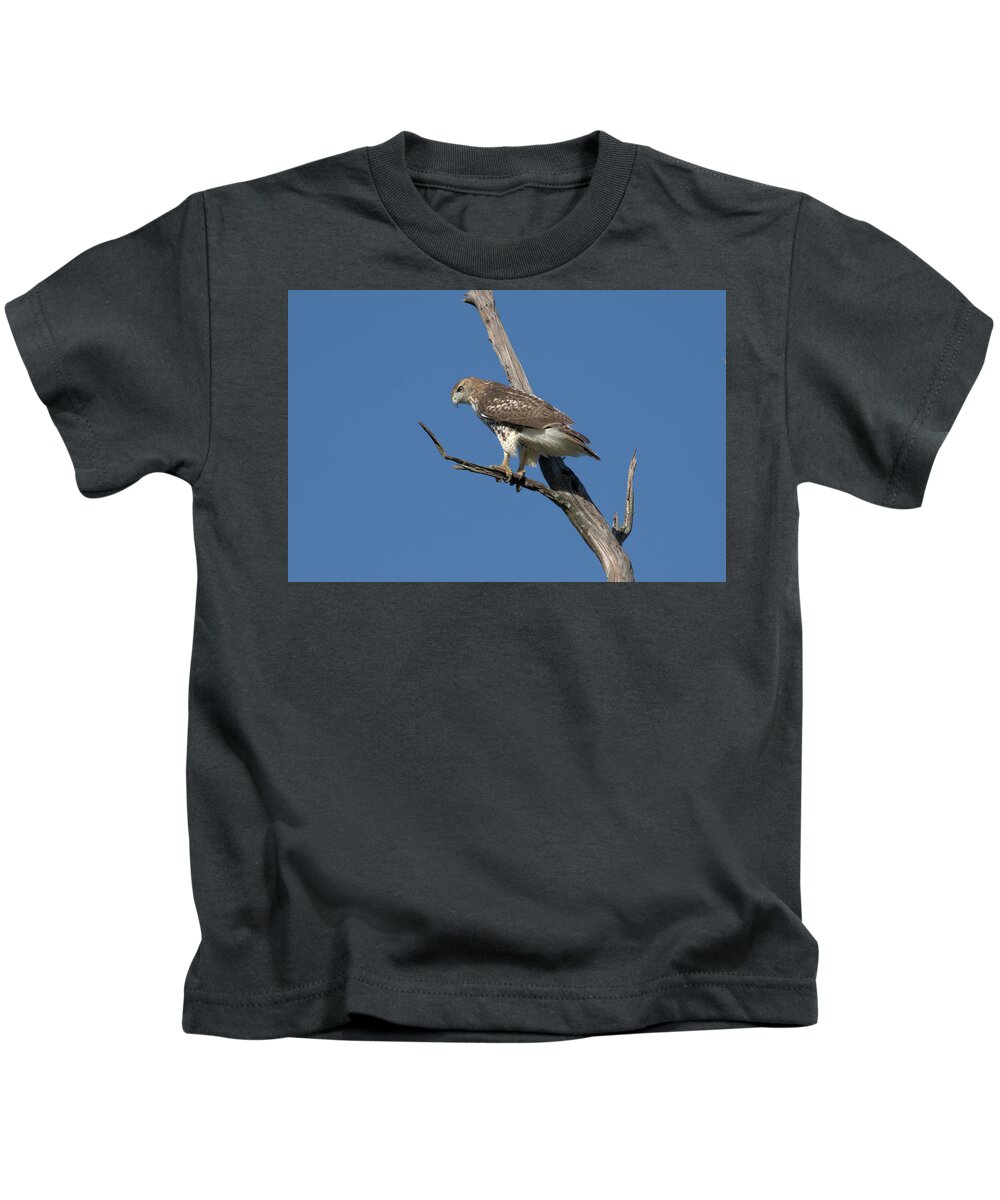 Bird Kids T-Shirt featuring the photograph Hawk on the hunt by Paul Ross