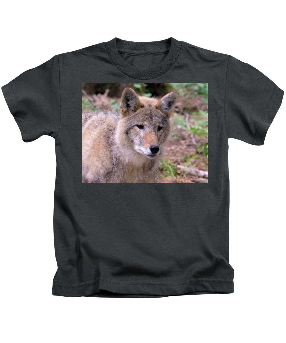 - New Hampshire Coyote Kids T-Shirt featuring the photograph - New Hampshire Coyote by THERESA Nye