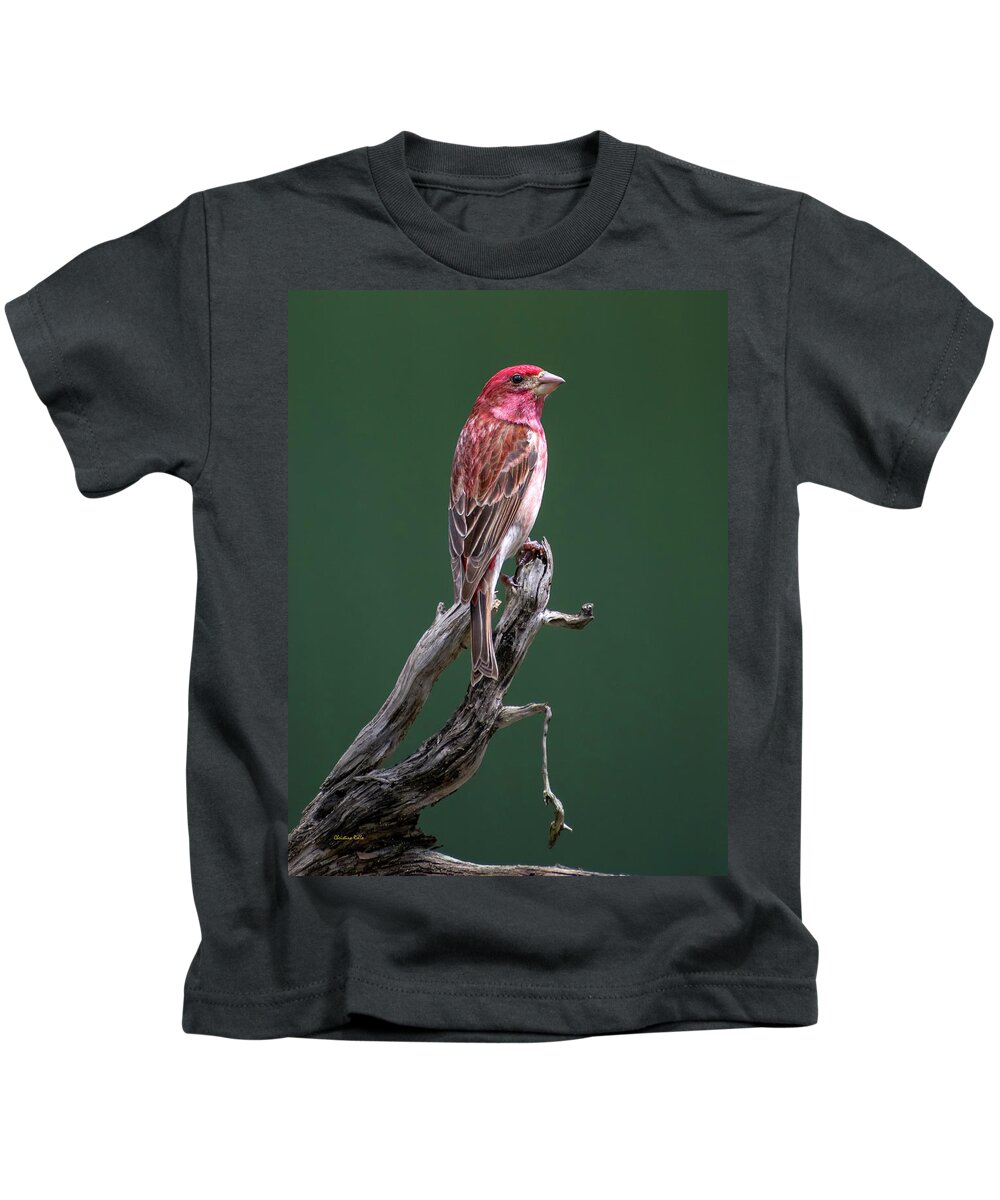 Bird Kids T-Shirt featuring the photograph Purple Finch New York by Christina Rollo