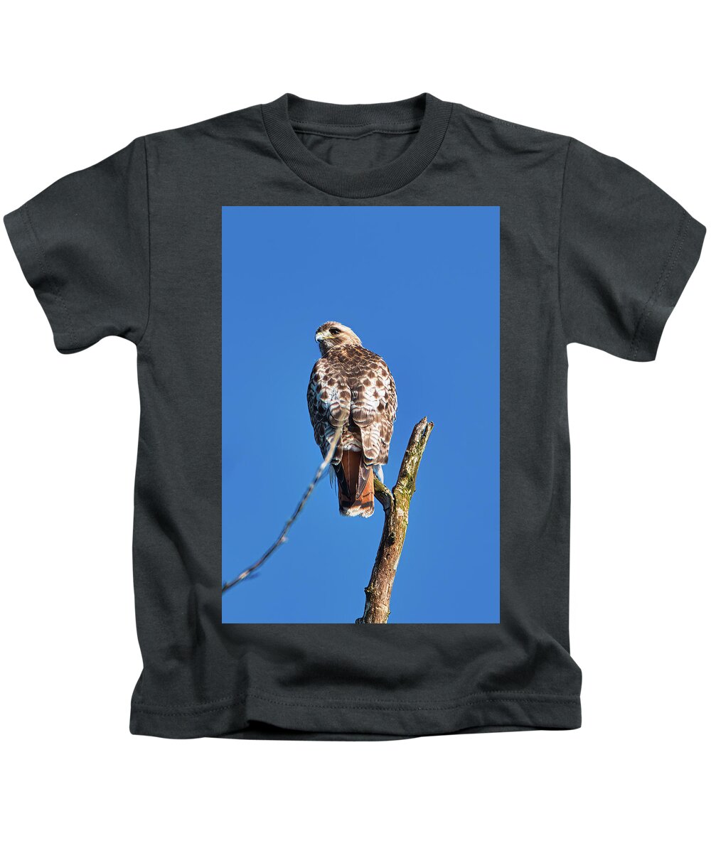 Bird Kids T-Shirt featuring the photograph Red Tail Hawk by Paul Ross
