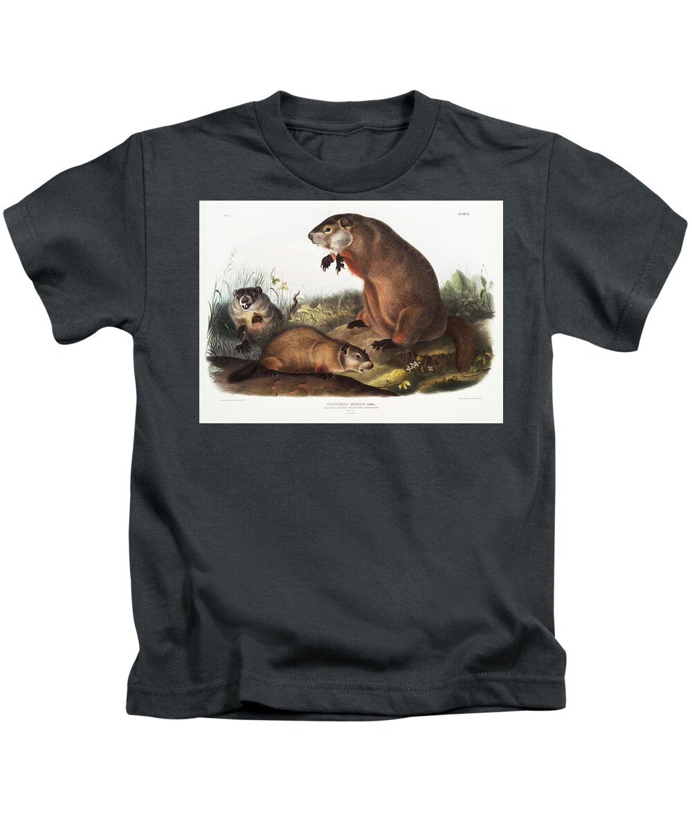 American Animals Kids T-Shirt featuring the mixed media Woodchuck. John Woodhouse Audubon Illustration by World Art Collective