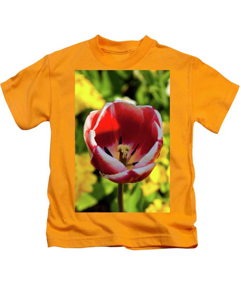 Tulip Kids T-Shirt featuring the photograph Red and white tulip by Rob Hawkins