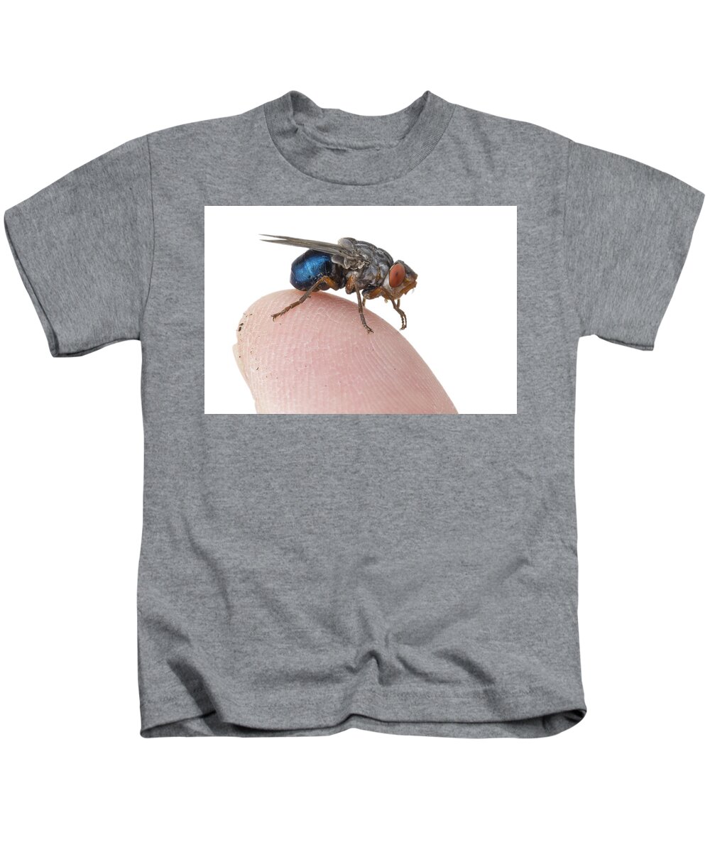 Piotr Naskrecki Kids T-Shirt featuring the photograph Human Botfly Belize #1 by Piotr Naskrecki