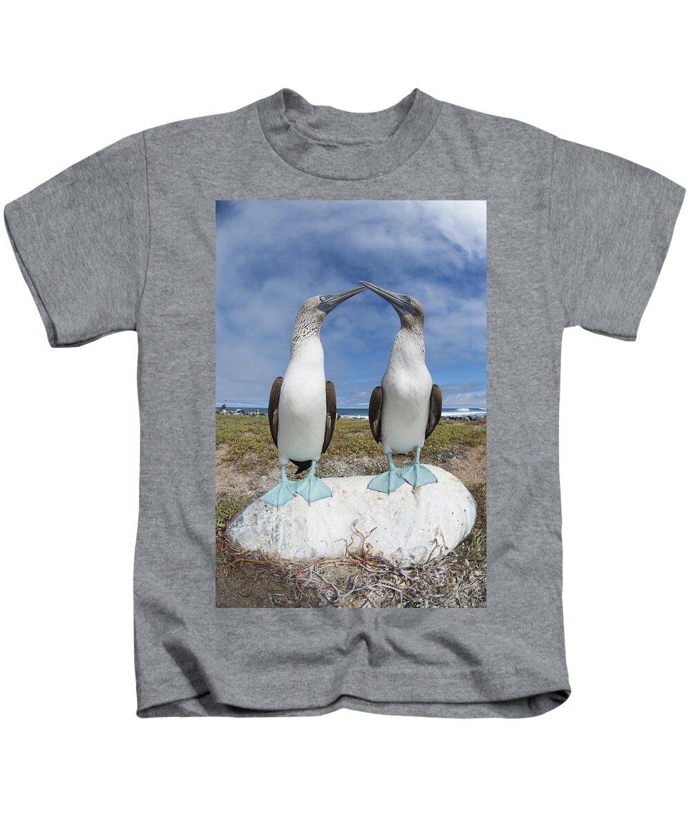 531693 Kids T-Shirt featuring the photograph Blue-footed Booby Pair Courting #2 by Tui De Roy
