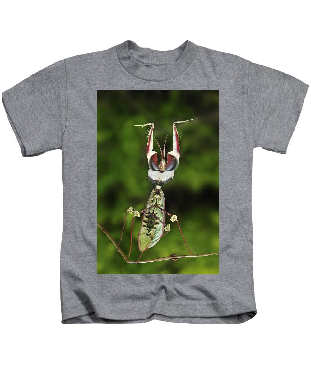 Thomas Marent Kids T-Shirt featuring the photograph Devils Praying Mantis In Defensive #2 by Thomas Marent