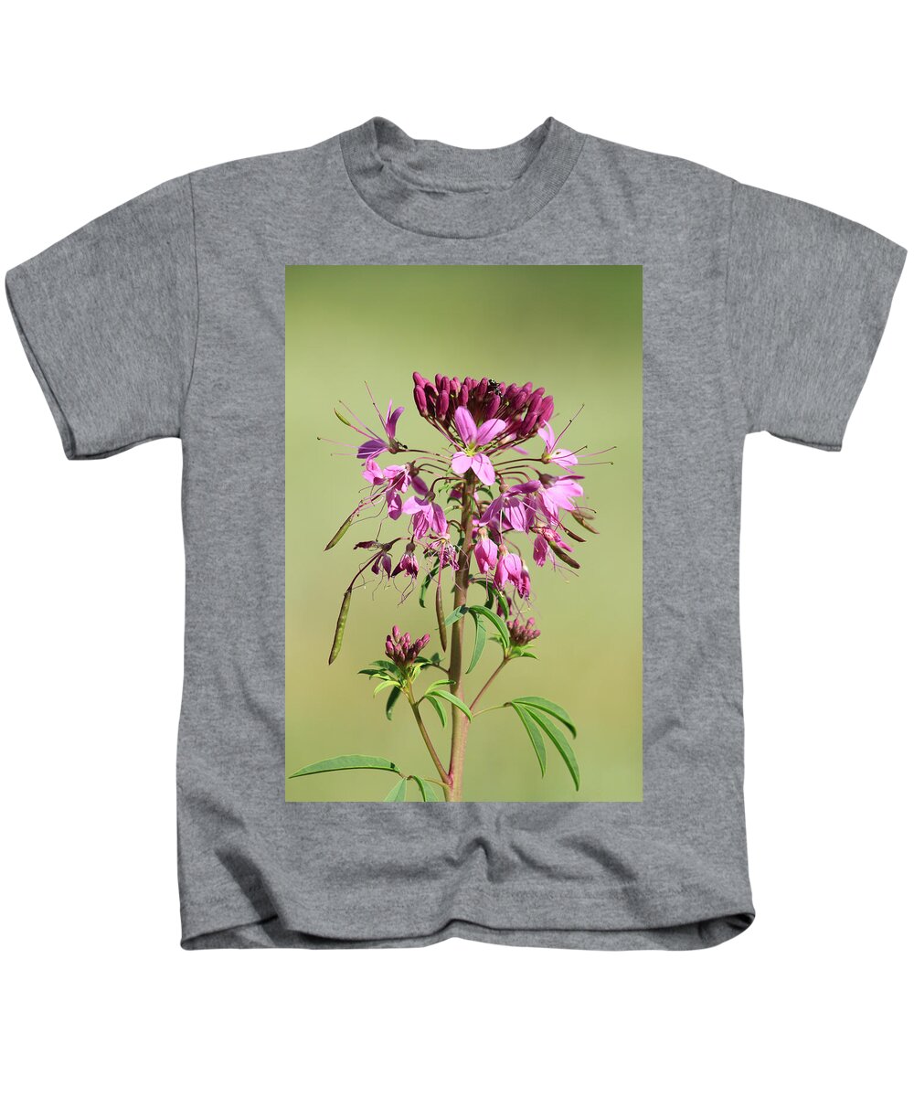 Rocky Mountain Bee Plant Kids T-Shirt featuring the photograph Rocky Mountain Bee Plant #1 by Shane Bechler