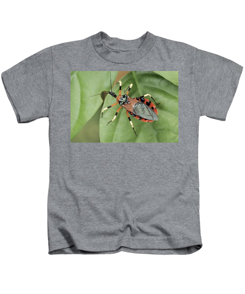 Wildlife Kids T-Shirt featuring the photograph Assassin Bug Eulyes Sp by Fletcher & Baylis