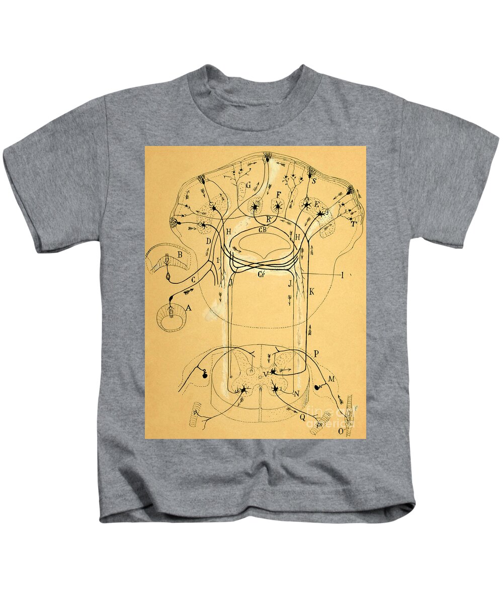 Vestibular Connections Kids T-Shirt featuring the drawing Brain Vestibular Sensor Connections by Cajal 1899 by Science Source