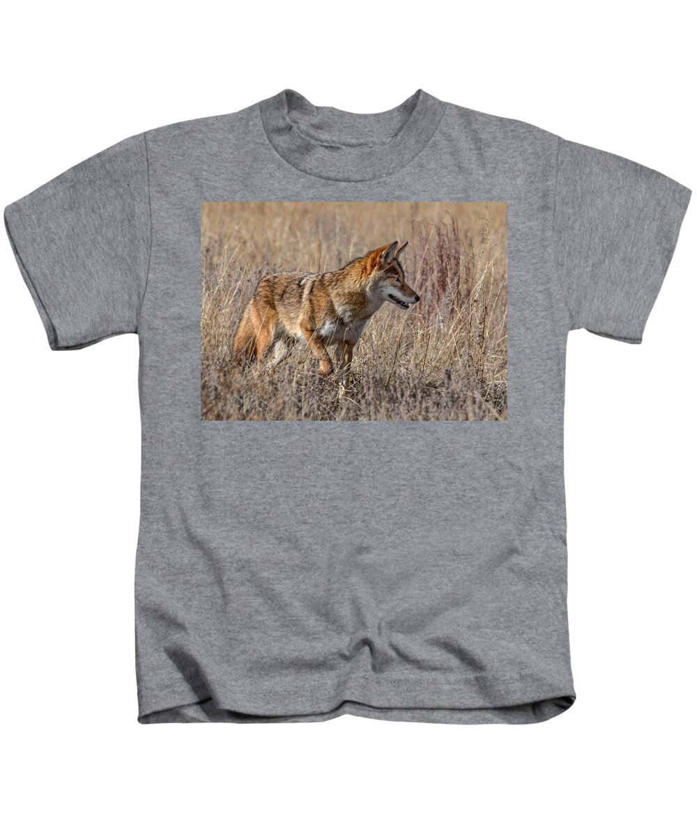Coyote Kids T-Shirt featuring the photograph Coyote on the Hunt by Dawn Key