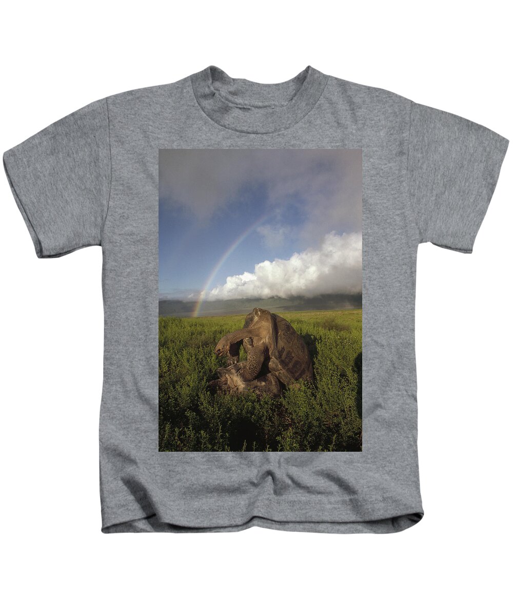 Feb0514 Kids T-Shirt featuring the photograph Galapagos Giant Tortoises Mating Alcedo by Tui De Roy