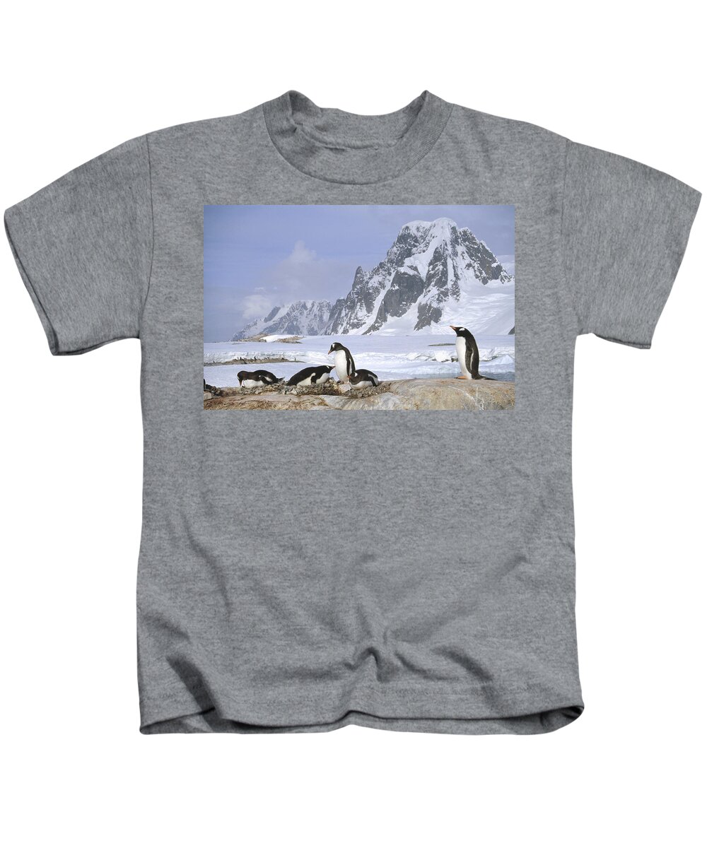 Feb0514 Kids T-Shirt featuring the photograph Gentoo Penguin Nesting Colony Antarctica by Tui De Roy