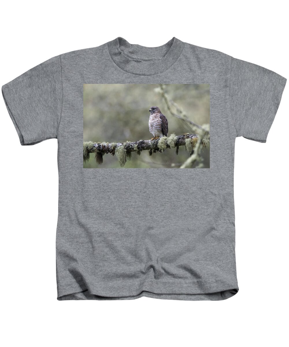 Roadside Hawk Kids T-Shirt featuring the photograph Roadside Hawk Buteo magnirostris perched on a lichen-covered branch 2 by Tony Mills