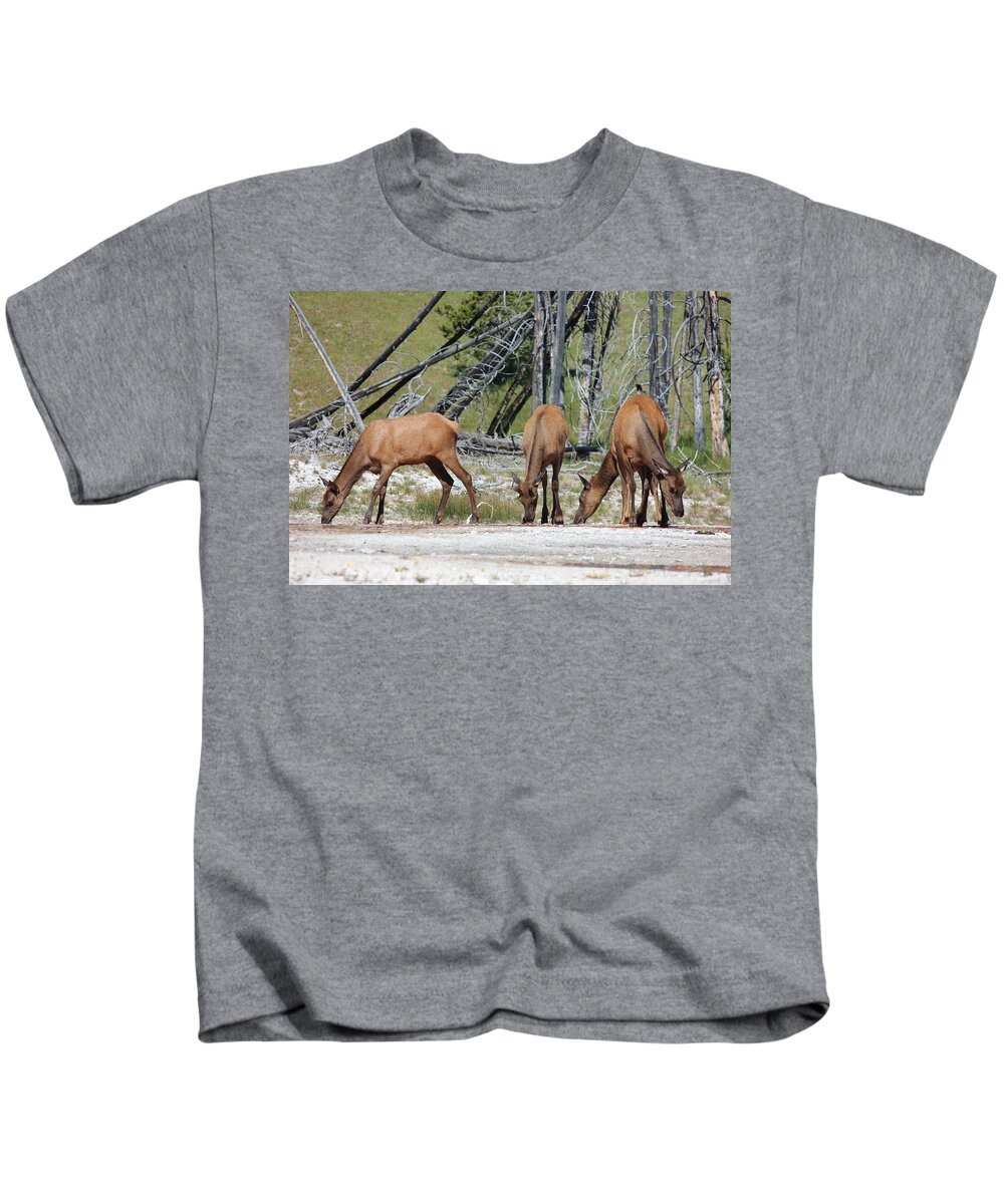 Elk Kids T-Shirt featuring the photograph Rocky Mountain Elk by Josh Bryant