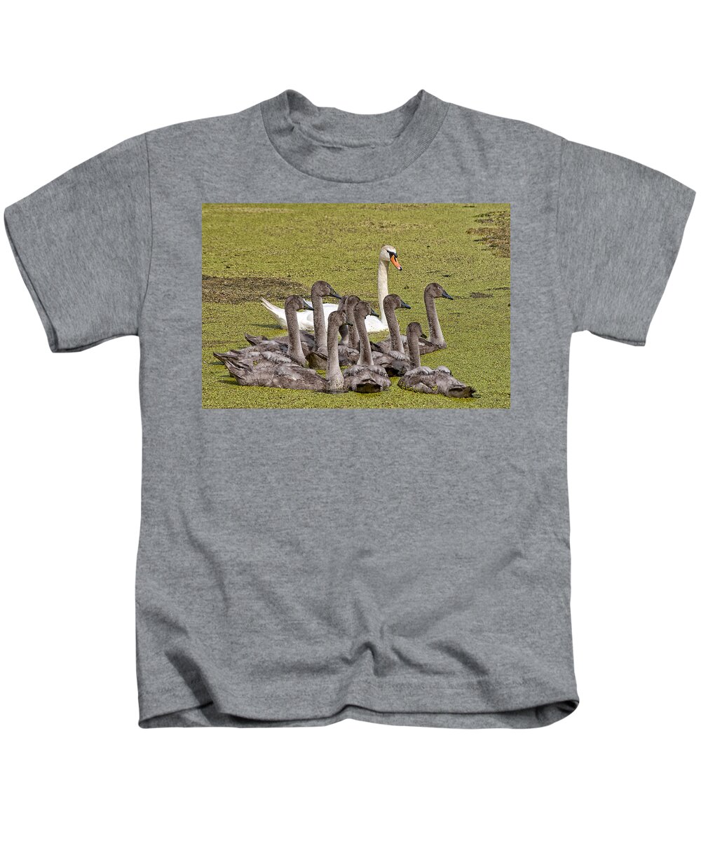Swans Kids T-Shirt featuring the photograph Swans family by Mike Santis