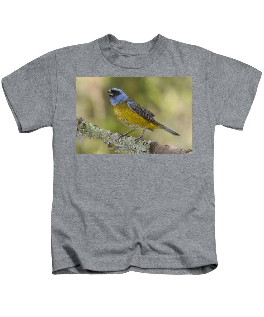 Mp Kids T-Shirt featuring the photograph Blue And Yellow Tanager Thraupis by Pete Oxford