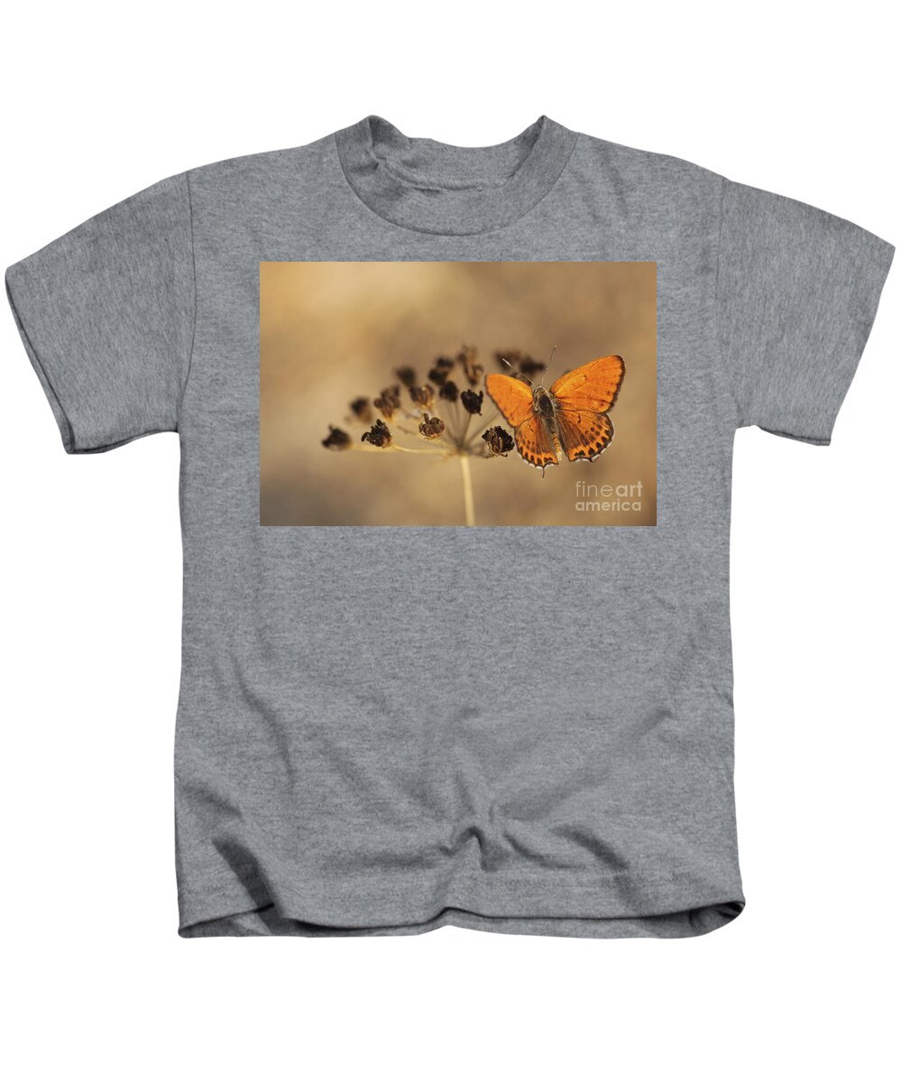 Orange Kids T-Shirt featuring the photograph Fiery Copper butterfly by Alon Meir 