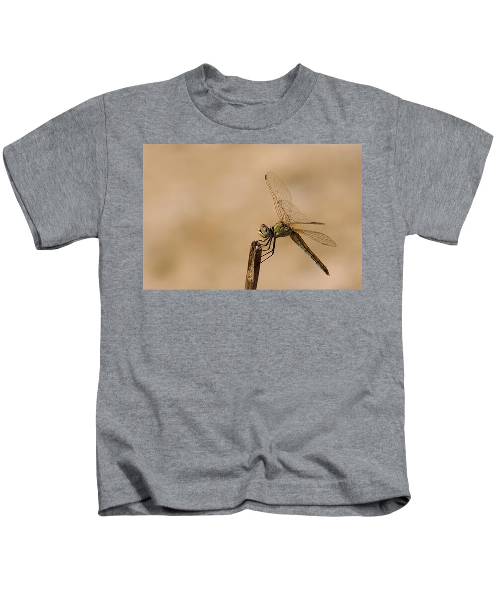 Slendar Club Tailed Dragonfly Kids T-Shirt featuring the photograph Slendar Club Tailed Dragonfly #1 by Cliff Norton