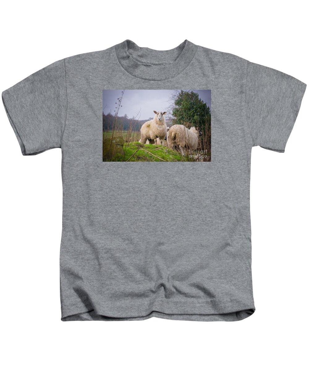 Blubberhouses Kids T-Shirt featuring the photograph Sheep #4 by Mariusz Talarek