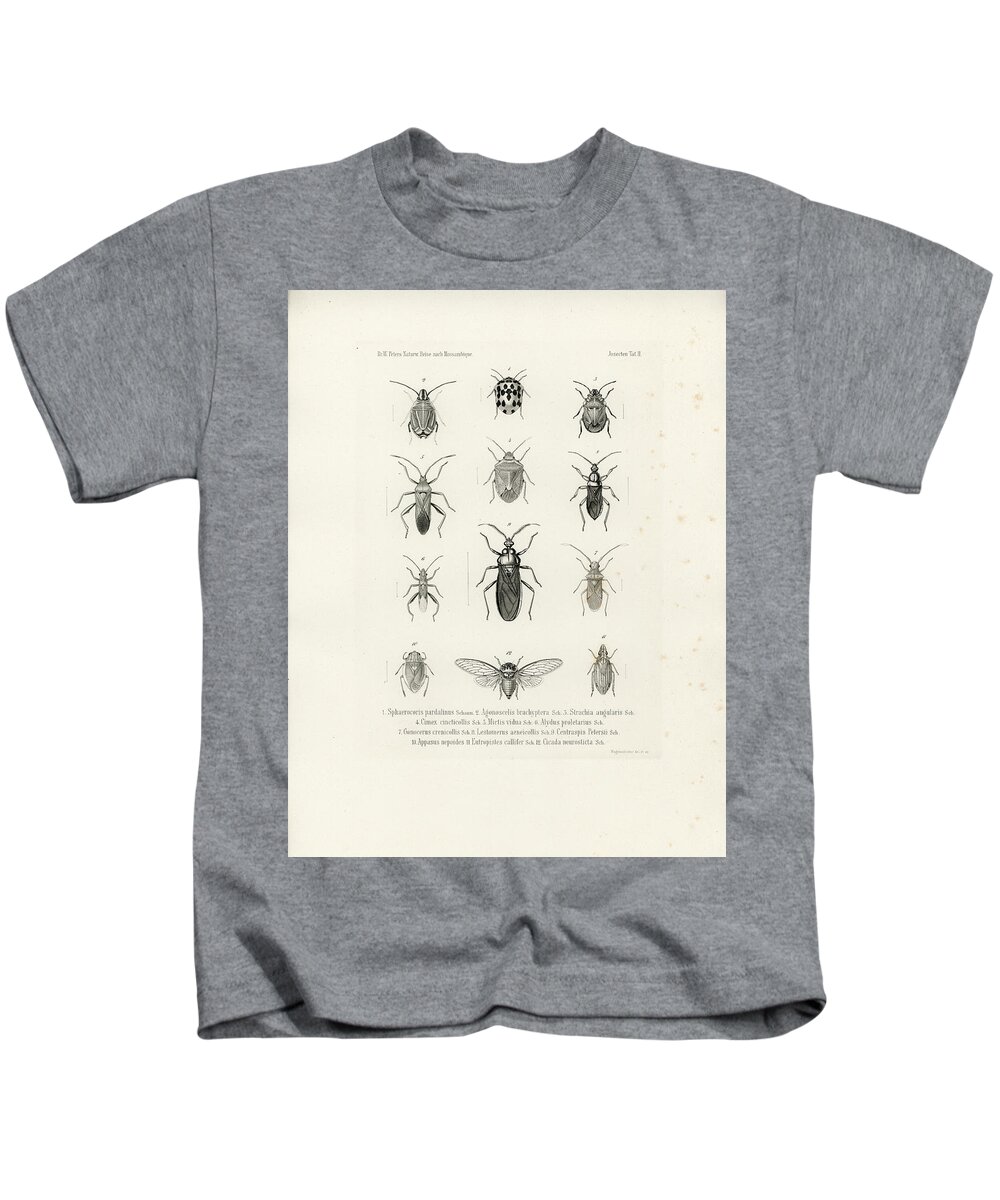 True Bugs Kids T-Shirt featuring the drawing African Bugs and Insects by W Wagenschieber