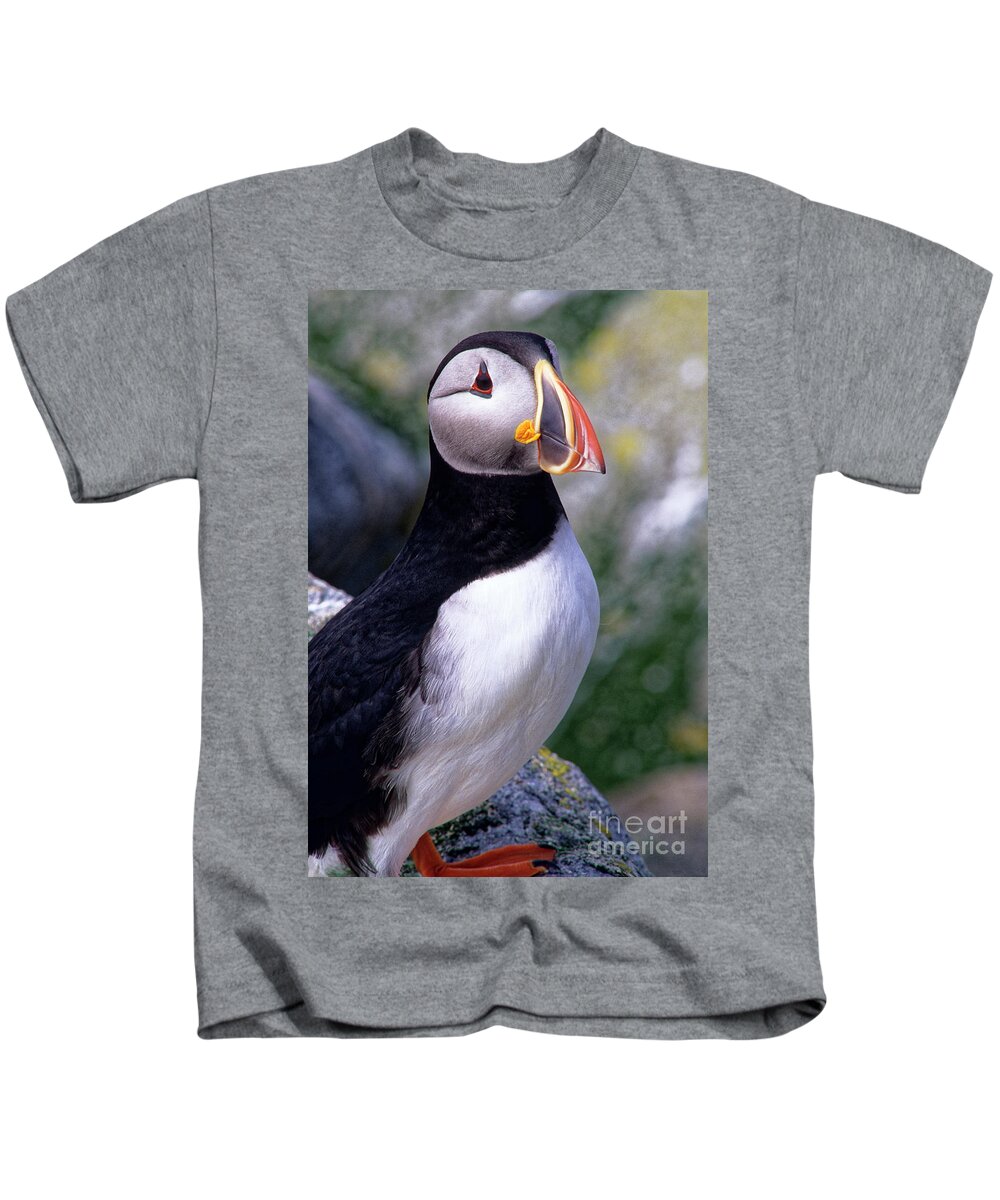 Puffin Kids T-Shirt featuring the photograph Atlantic Puffin by Kevin Shields