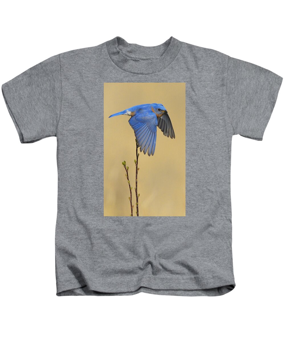 Bluebird Kids T-Shirt featuring the photograph Bluebird Takes Flight by William Jobes