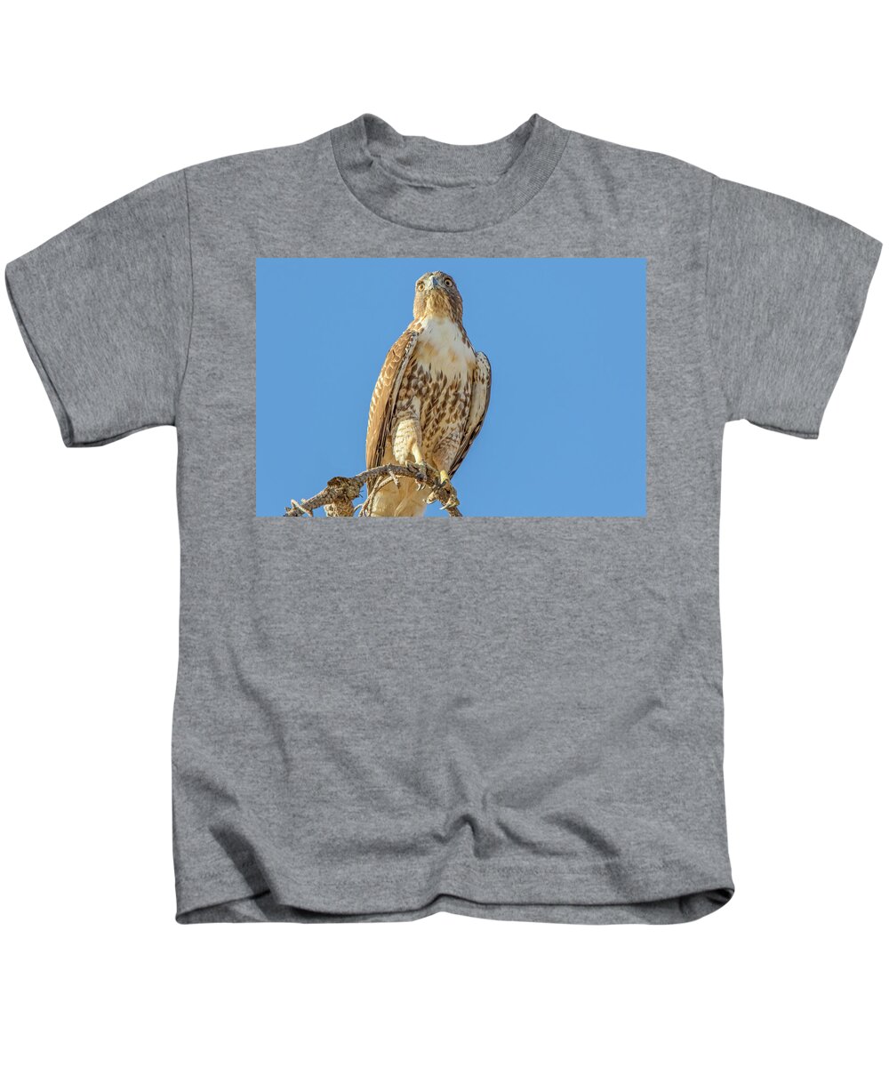 California Kids T-Shirt featuring the photograph Cooper's Hawk on Branch by Marc Crumpler