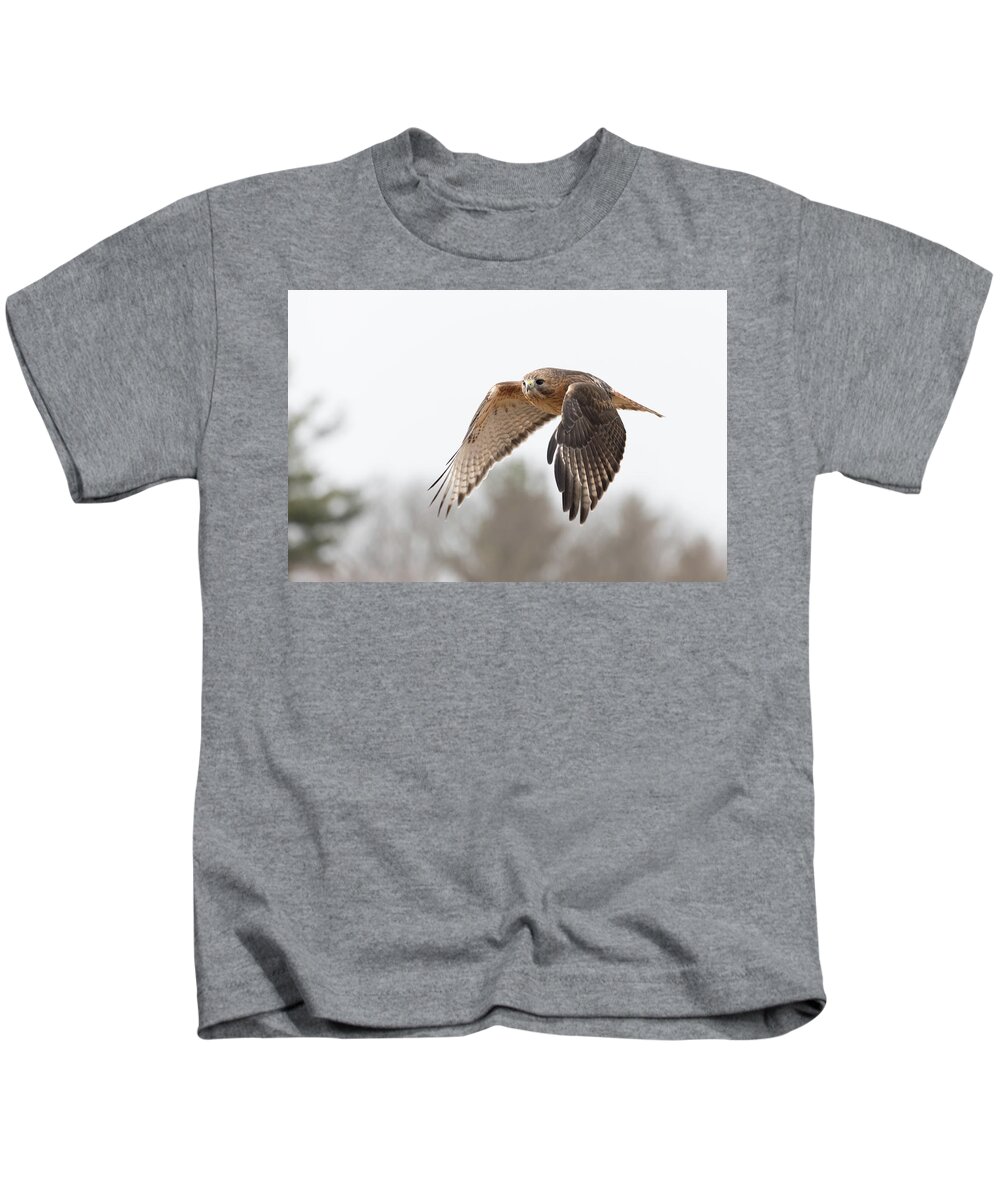 Hal Hybrid Hawk Redtail Redshould Redshouldered Red-shoulder Red-tail X Bird Hunting Rare Ornithology Outside Outdoors Natural Wild Wildlife Nature Predator Boylston West W Westboylston Ma Mass Massachusetts Brian Hale Brianhalephoto Newengland New England Flying Flight Kids T-Shirt featuring the photograph Hal Takes Flight by Brian Hale