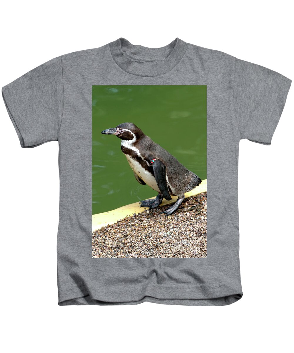 Bird. Animalia Kids T-Shirt featuring the photograph Humboldt Penguin by Stephen Melia