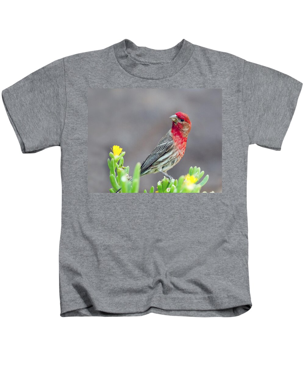 Bird Kids T-Shirt featuring the photograph Male House Finch by Tam Ryan