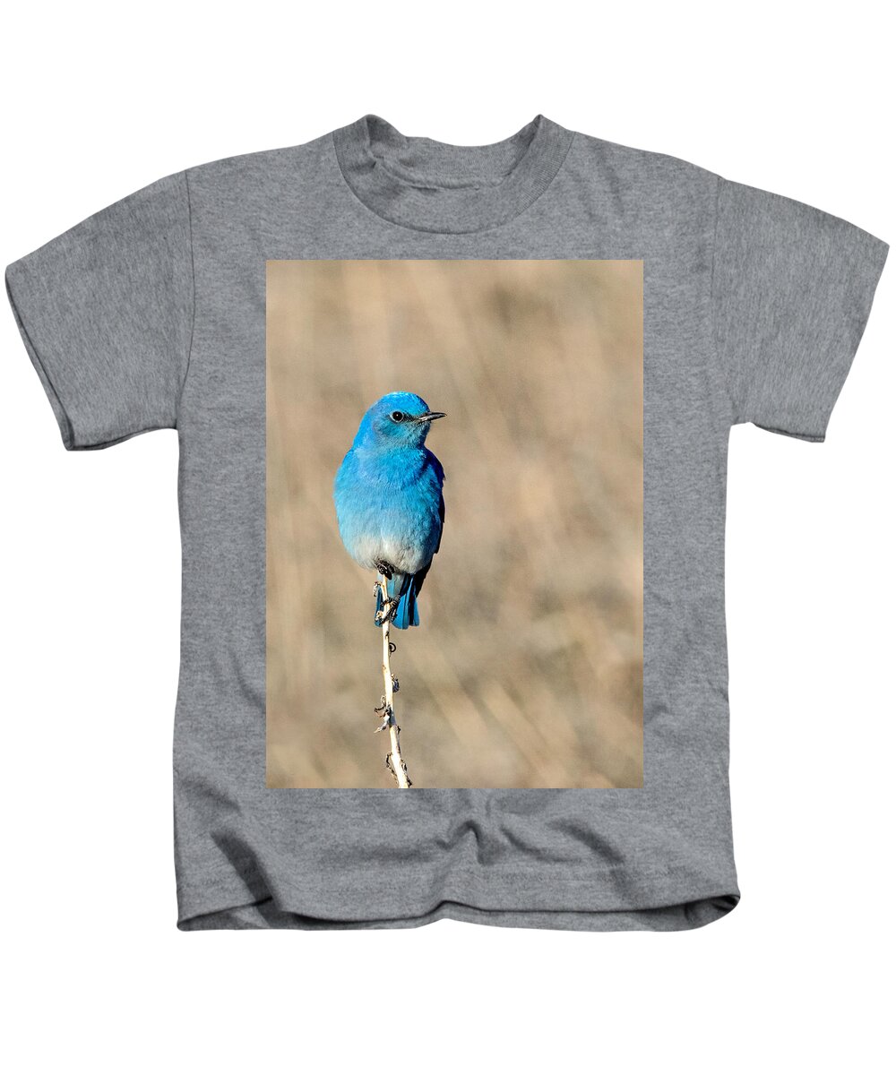 Colorado Kids T-Shirt featuring the photograph Mountain Bluebird on a Stem. by Dawn Key