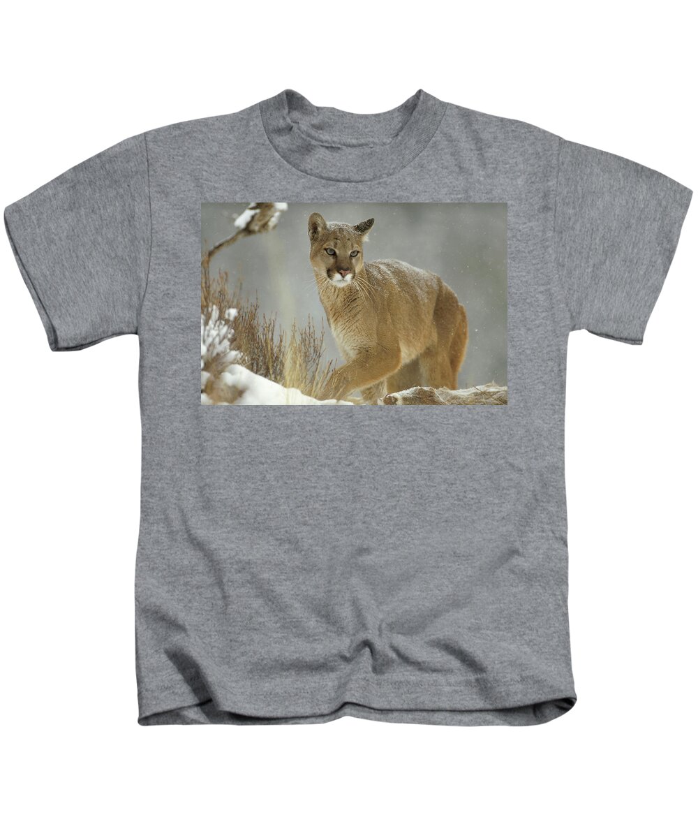 Mp Kids T-Shirt featuring the photograph Mountain Lion Puma Concolor Adult by Tim Fitzharris