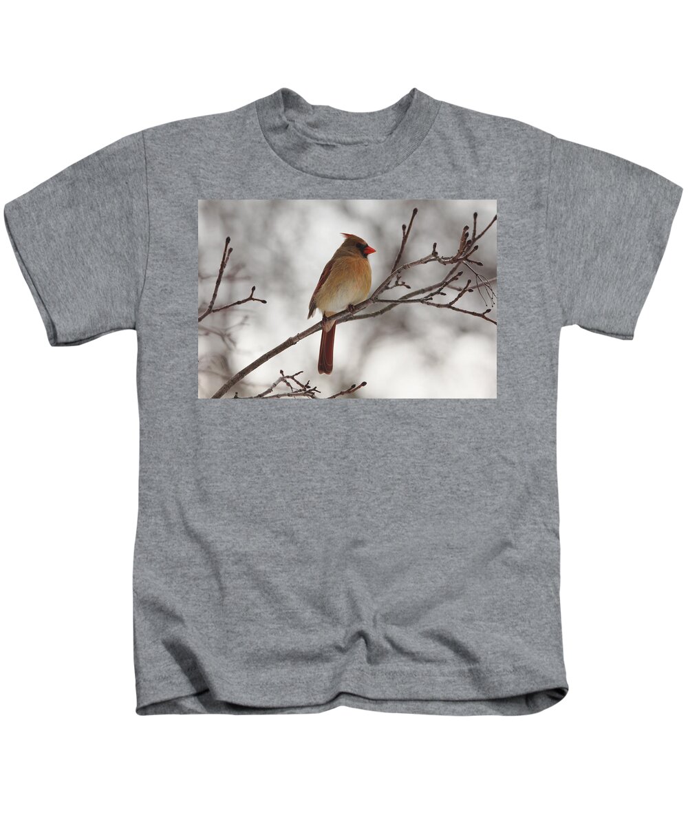 Northern Red Cardinal Kids T-Shirt featuring the photograph Perched Female Red Cardinal by Debbie Oppermann