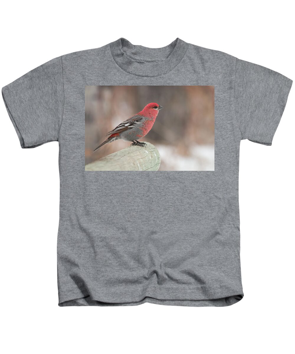 Bird Kids T-Shirt featuring the photograph Pine Grosbeak by Celine Pollard