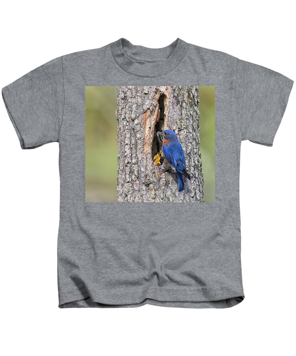 Bluebird Kids T-Shirt featuring the photograph Poppa Bluebird at Nest by Art Cole