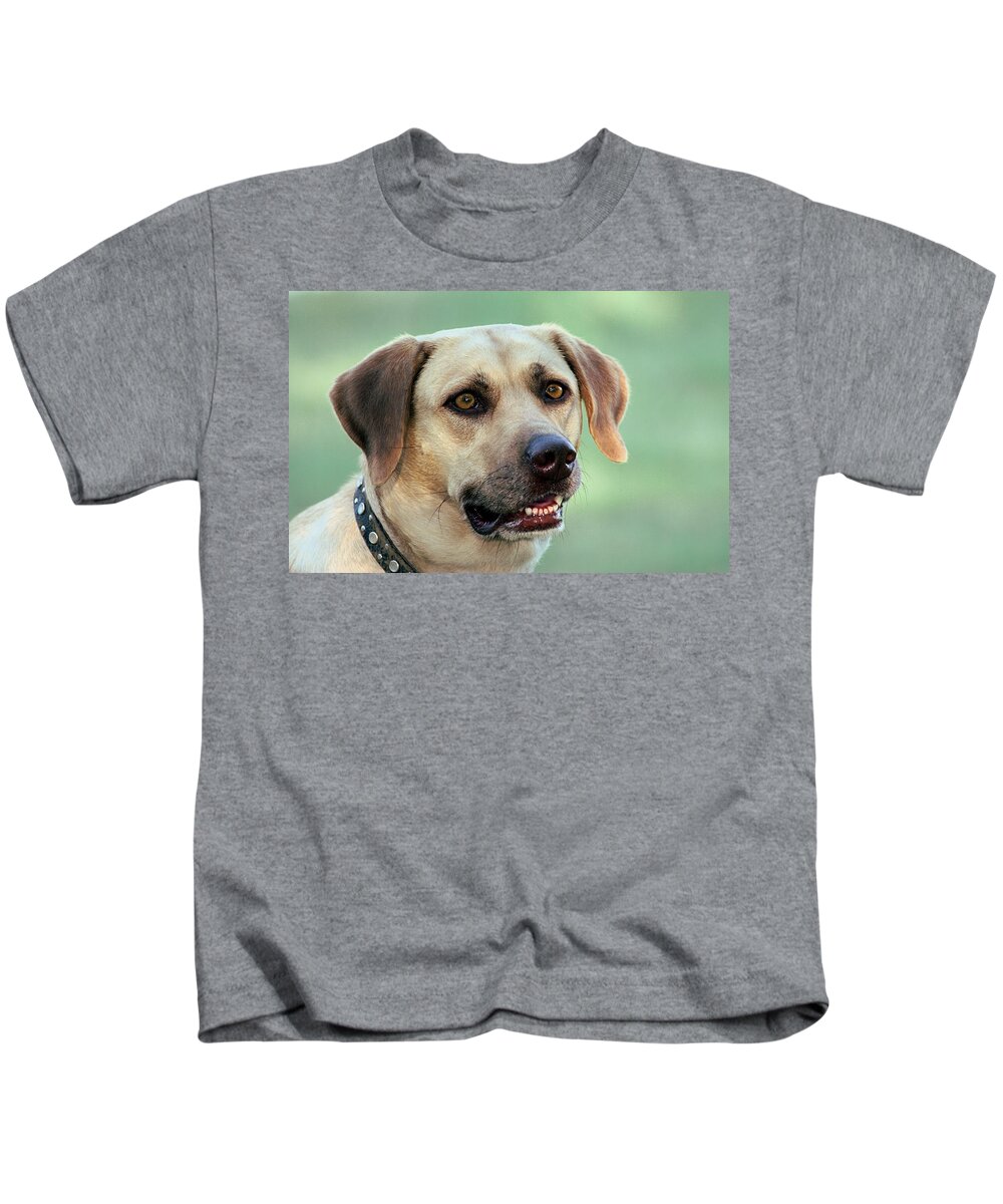 Animals Kids T-Shirt featuring the photograph Portrait of a Yellow Labrador Retriever by Sheila Brown
