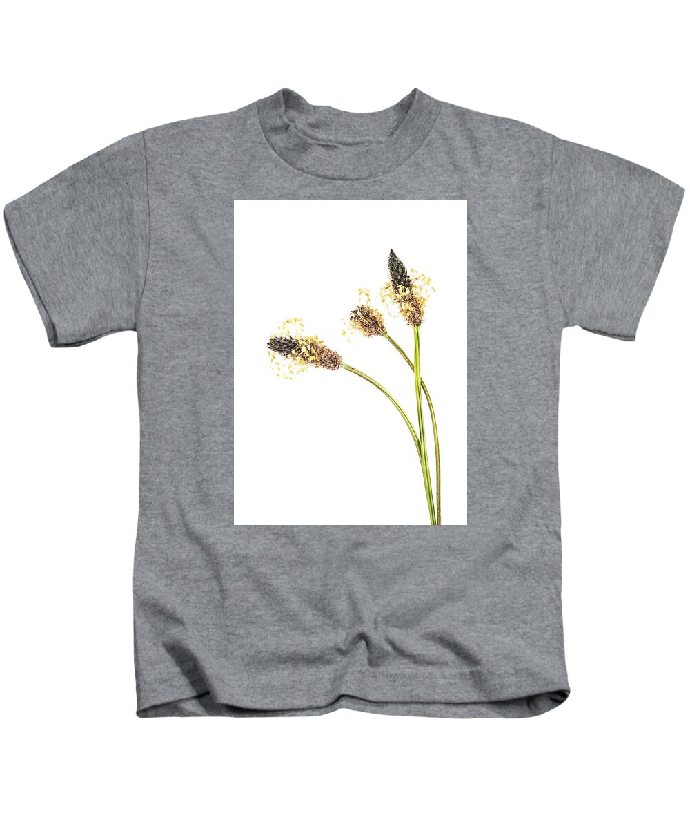 Flower Kids T-Shirt featuring the photograph Ribwort Plantain Seed head. by John Paul Cullen