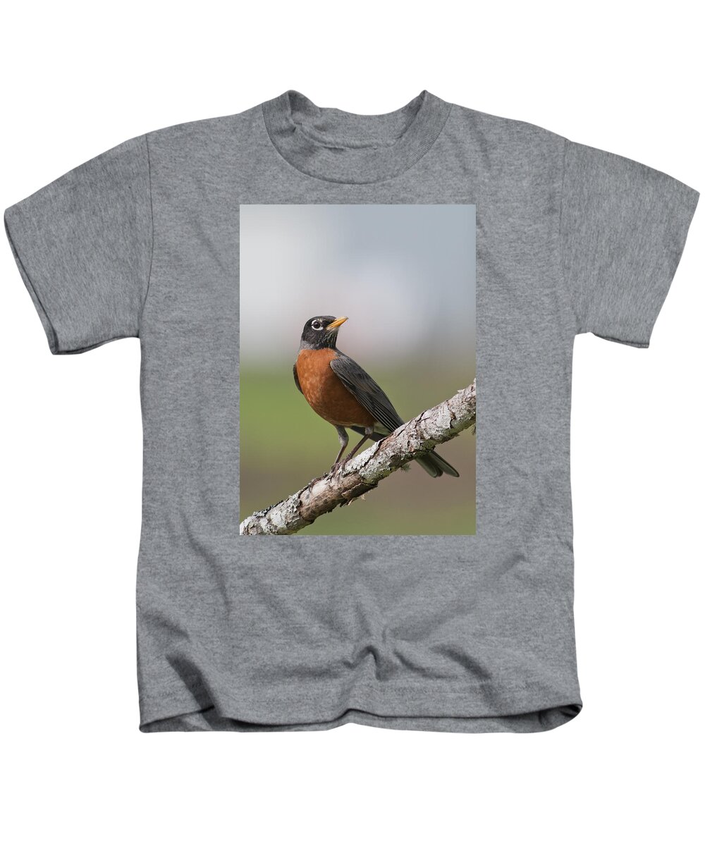 American Robin Kids T-Shirt featuring the photograph Robin Red Breast by Robert Potts