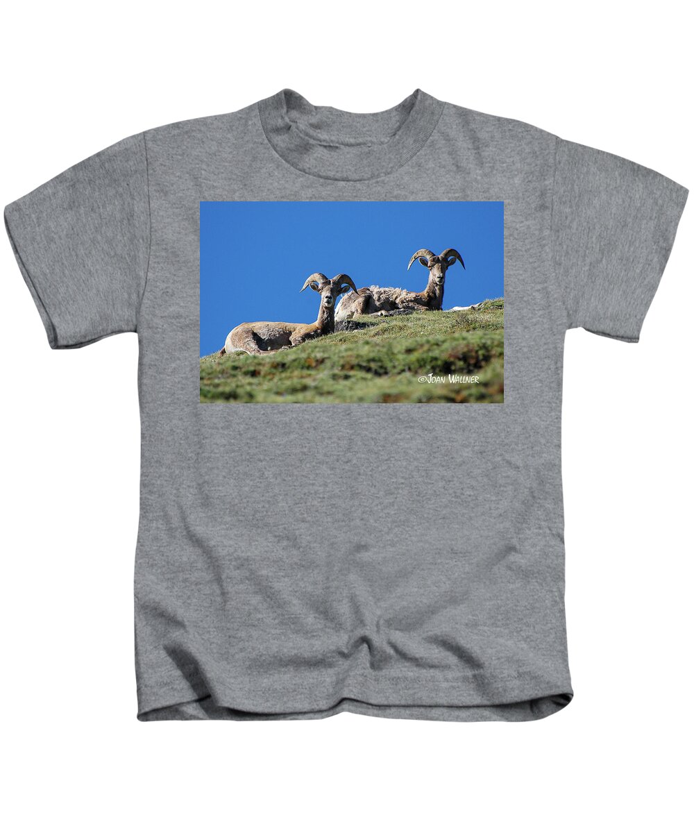 Big Horn Sheep Kids T-Shirt featuring the photograph Serene Big Horn Sheep by Joan Wallner