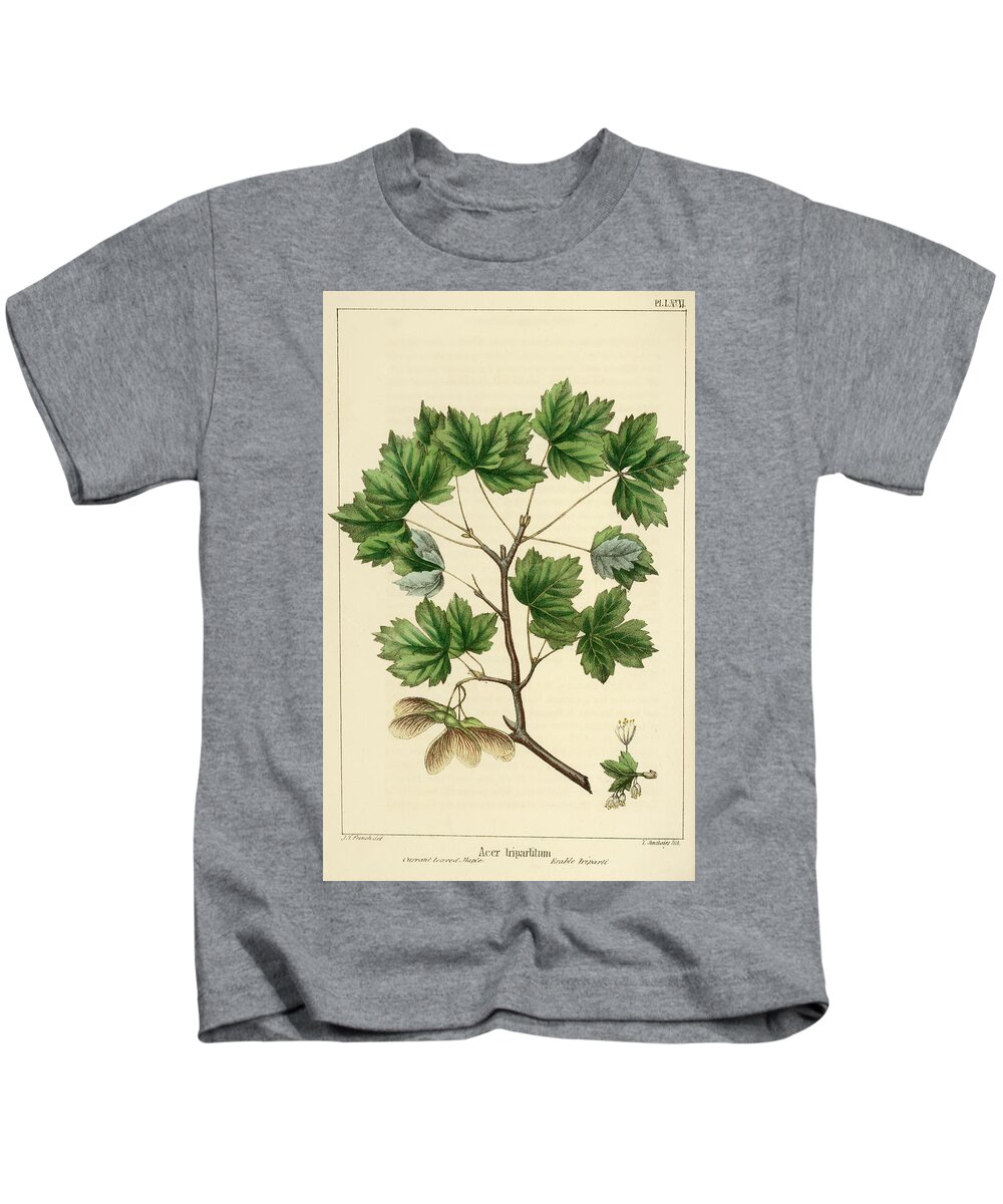 Currant Leaved Maple Kids T-Shirt featuring the drawing Currant Leaved Maple by Unknown