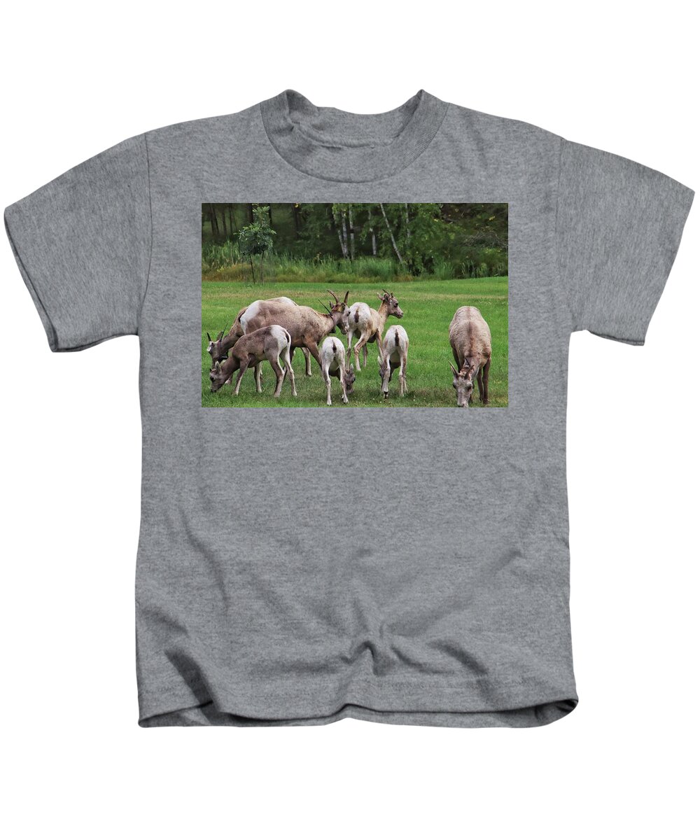 Longhorn Sheep At Custer Kids T-Shirt featuring the photograph Longhorn Sheep at Custer State Park by Susan Jensen