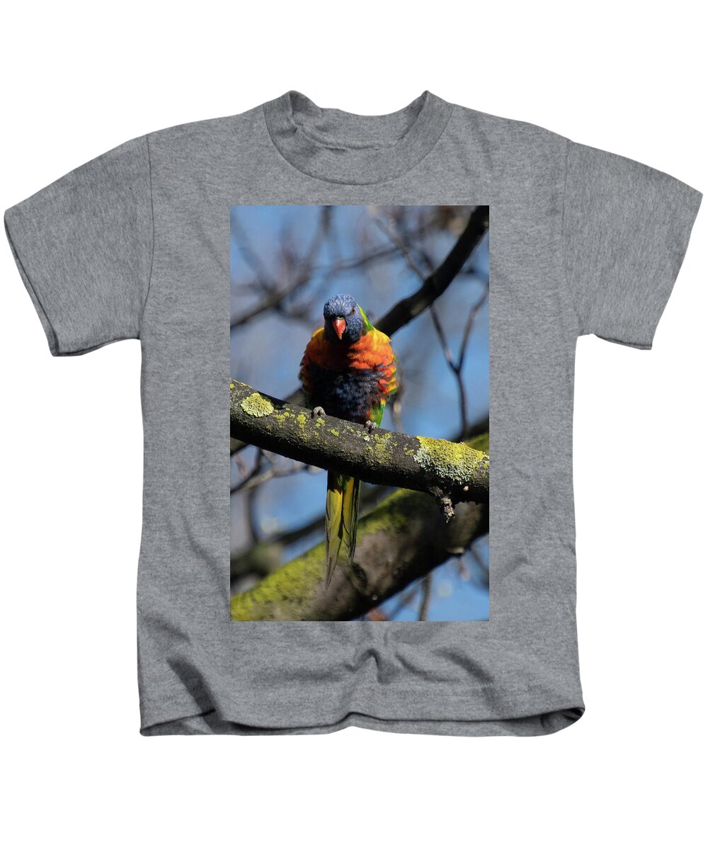 Rainbow Kids T-Shirt featuring the photograph Rainbow Lorikeet At Fitzroy Gardens by Patrick Nowotny